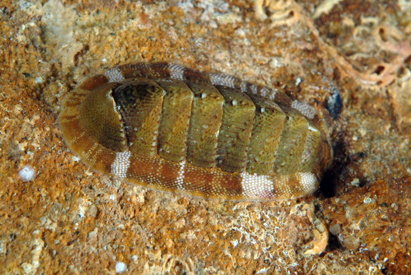 Chiton olivaceus
